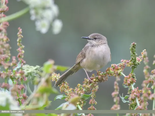 File:Long-billed Bush Warbler (Locustella major) (53925115167).jpg