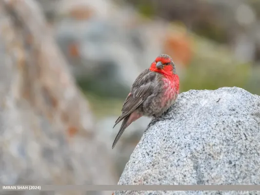 File:Red-fronted Rosefinch (Carpodacus puniceus) (53906005526).jpg