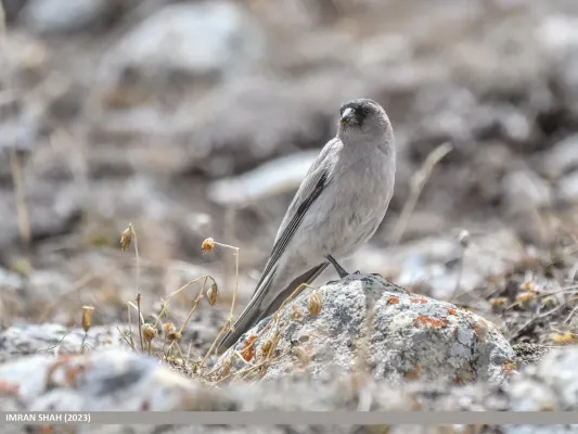 File:Brandt's Mountain Finch (Leucosticte brandti) (53912945535).jpg