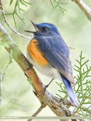 File:Himalayan Bluetail (Tarsiger rufilatus) (53912855399).jpg