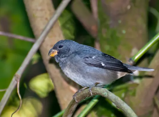 File:Sporophila falcirostris -Horto Florestal de Sao Paulo, Brazil-8.jpg