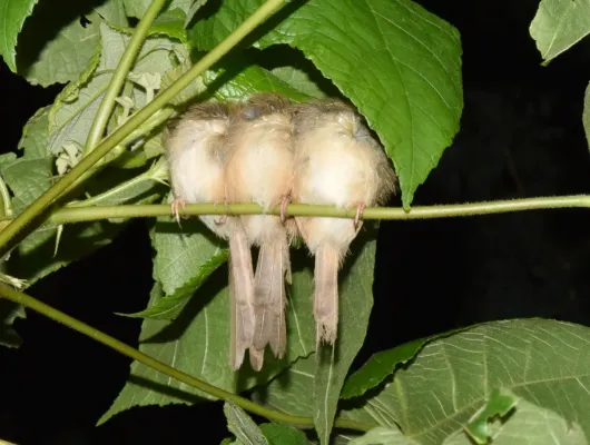 File:Prinia subflava 362930261.jpg