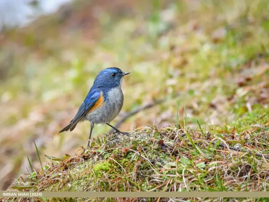 File:Himalayan Bluetail (Tarsiger rufilatus) (54048327619).jpg
