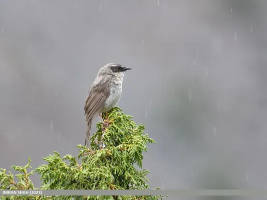 File:Brown Accentor (Prunella fulvescens) (53902278159).jpg