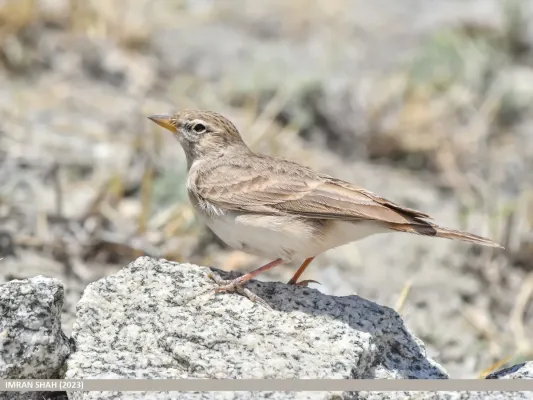 File:Hume's Lark (Calandrella acutirostris) (53890658932).jpg