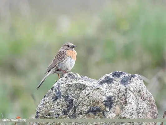 File:Robin Accentor (Prunella rubeculoides) (53880606206).jpg