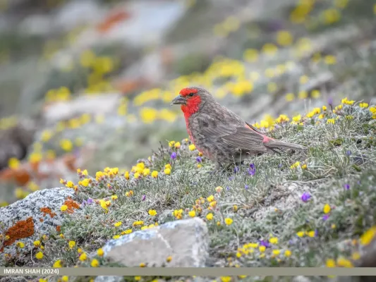 File:Red-fronted Rosefinch (Carpodacus puniceus) (53856263657).jpg