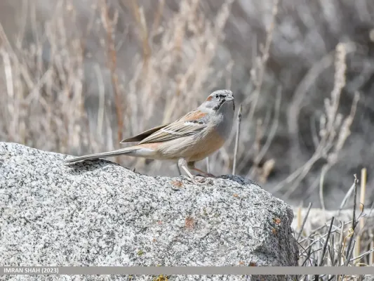 File:Godlewski's Bunting (Emberiza godlewskii) (53857256570).jpg