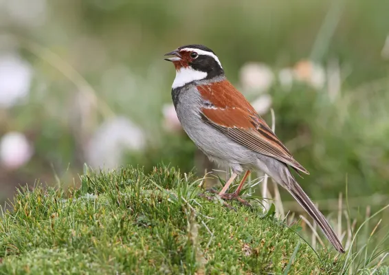 File:Emberiza koslowi 367800246.jpg