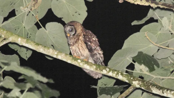 File:Fulvous Owl (Strix fulvescens).jpg