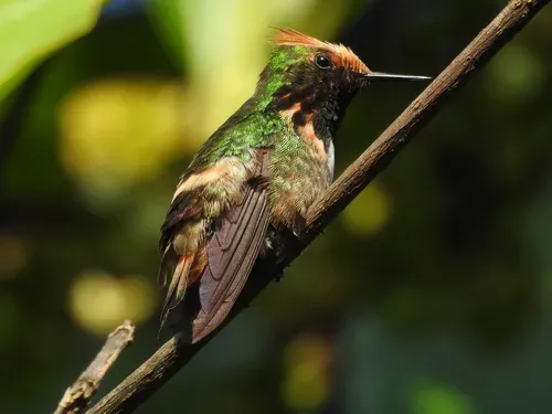 File:Lophornis brachylophus Short-crested coquette; La Pintada, Guerrero, Mexico.jpg