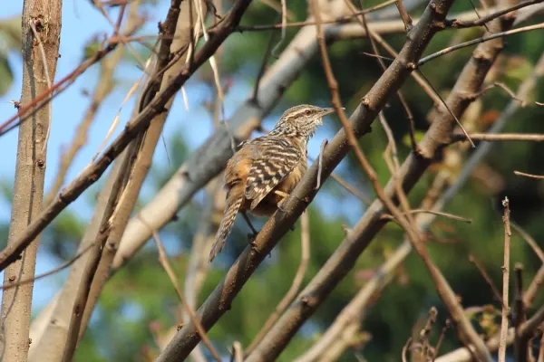 File:Campylorhynchus zonatus.jpg