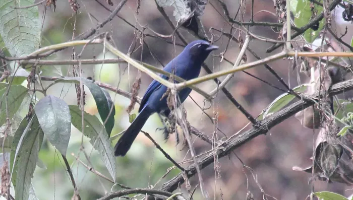 File:Cyanolyca pumilo.jpg