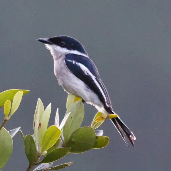 File:Hemipus picatus -Knuckles Forest Reserve, Sri Lanka-8.jpg