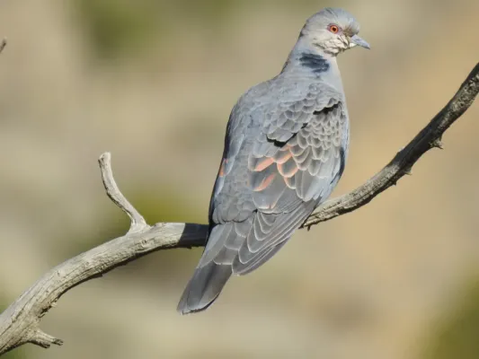 File:Streptopelia lugens 222958843.jpg
