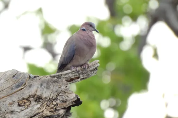 File:Streptopelia bitorquata 129303915.jpg