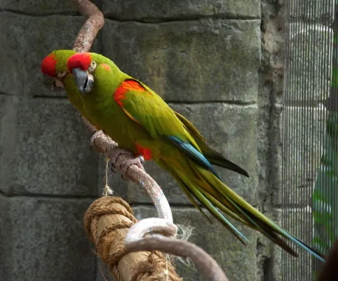 File:Ara rubrogenys -Tulsa Zoo, Oklahoma, USA-8a-3c.jpg