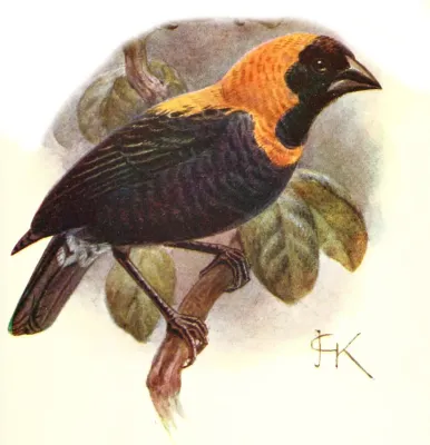 File:EuplectesGierowiiAnsorgei.jpg