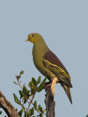 File:Treron pompadora 62167538.jpg