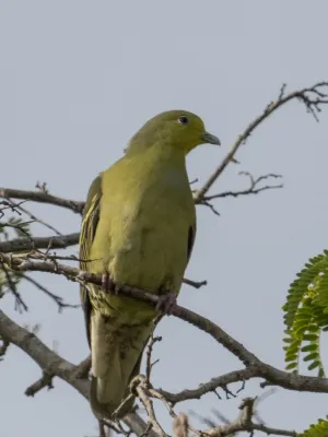 File:Treron pompadora 62170648.jpg