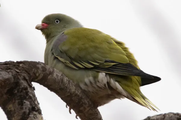 File:Treron calvus 411550050.jpg