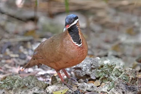 File:Starnoenas cyanocephala 104127451.jpg