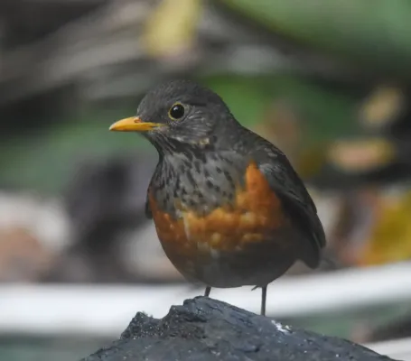 File:Turdus dissimilis 213536787.jpg