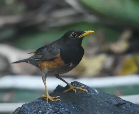 File:Turdus dissimilis 213536738.jpg