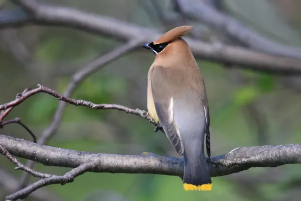 File:Bombycilla cedrorum CT2.jpg