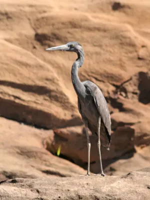 File:Ardea humbloti.jpg