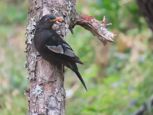 File:Turdus boulboul 366439802.jpg
