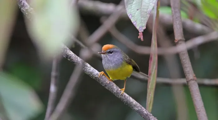 File:Tickellia hodgsoni 94296294.jpg