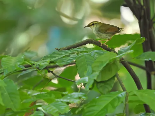 File:Urosphena subulata 337788014.jpg