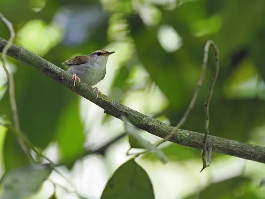 File:Urosphena subulata 337788009.jpg