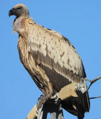 File:Cape vulture (Gyps coprotheres) 1.jpg