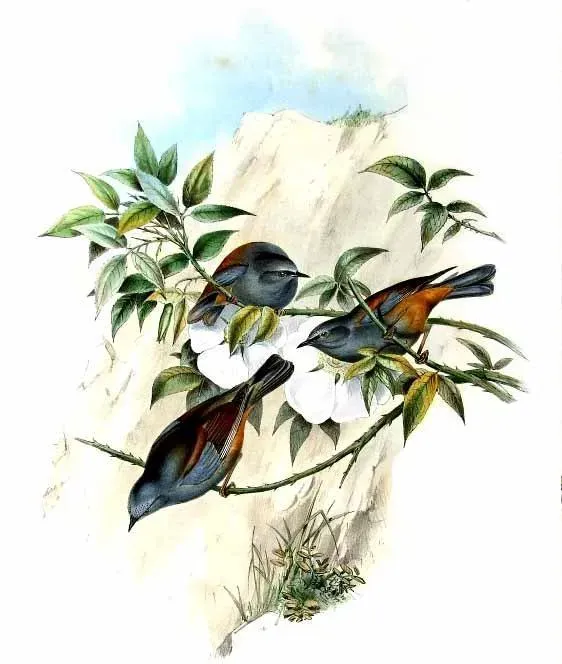 File:Prunella immaculata by John Gould.jpg