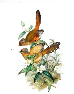 File:Actinodura egertoni by John Gould.jpg