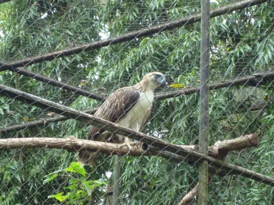 File:Pithecophaga jefferyi -Philippine Eagle Center, Davao City, Philippines-8a.jpg