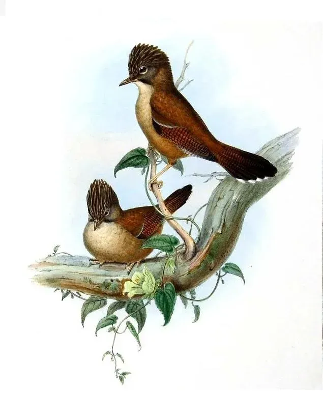File:Actinodura nipalensis by John Gould.jpg
