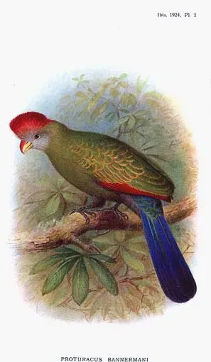 File:Tauraco bannermani by Henrik Grönvold.jpg