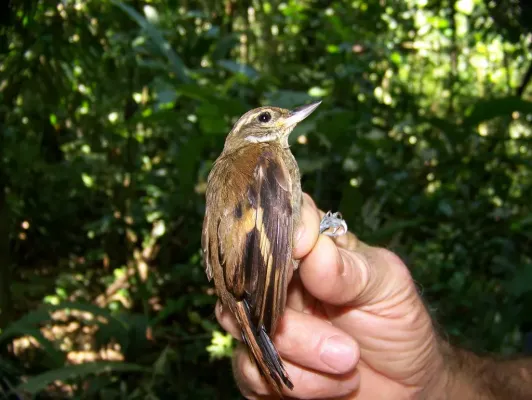 File:Xenops genibarbis Amazonian Xenops; Francisco de Orellana, Ecuador.jpg