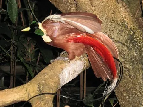 File:Stavenn Paradisaea rubra 00.jpg