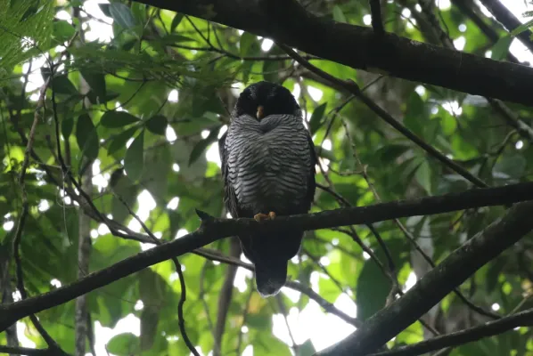 File:Strix nigrolineata 433482938.jpg
