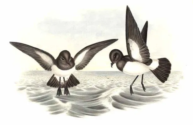 File:Fregetta grallaria by John Gould.jpg