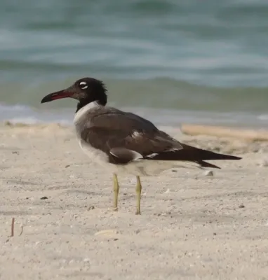 File:Ichthyaetus leucophthalmus 327149376.jpg