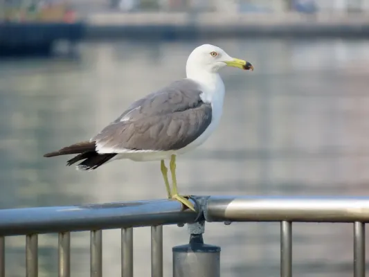 File:Larus crassirostris 402344492.jpg