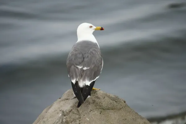 File:Larus crassirostris 411338457.jpg