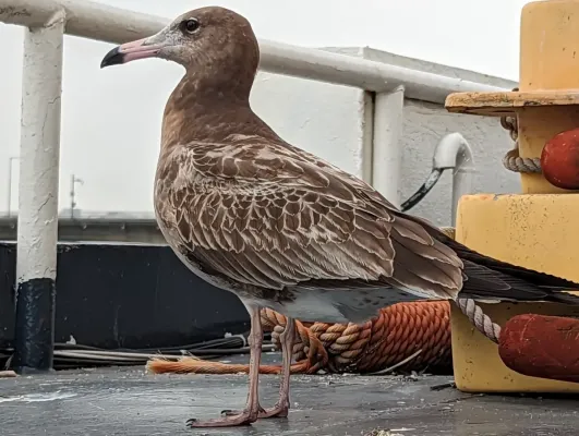 File:Larus crassirostris 359682590.jpg