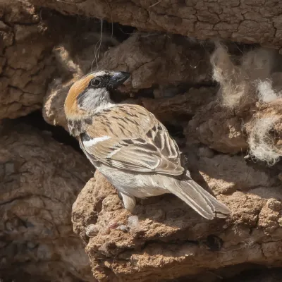 File:Saxaul Sparrow Male (Passer ammodendri) - Загийн боршувуу (cropped).jpg
