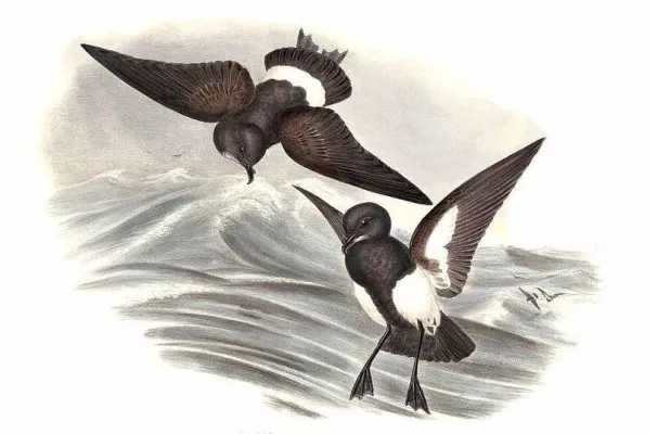 File:Fregetta tropica By John Gould.jpg